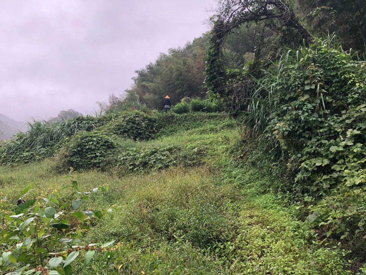 人生就是搏规划 | 我司地皮整治项目二次荣登央视，荒地变良田，智绘好丰景